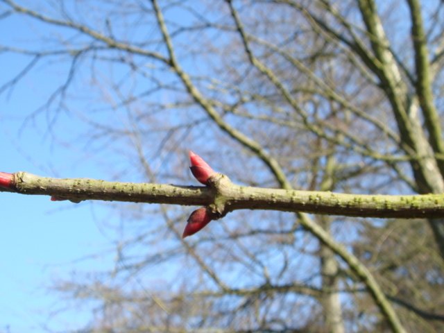 Cercidiphyllum japonicum bourgeon